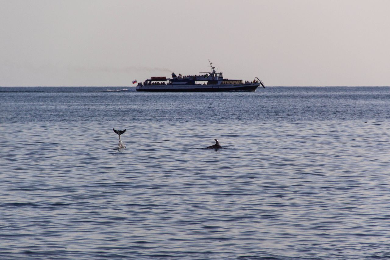 Дельфин и Русалка Джанхот, Россия