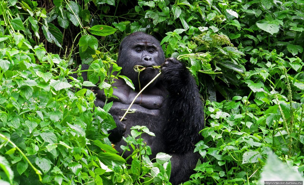 Рушада Горилла трэккинг, группа Ншоги Бвинди Национальный Парк, Уганда