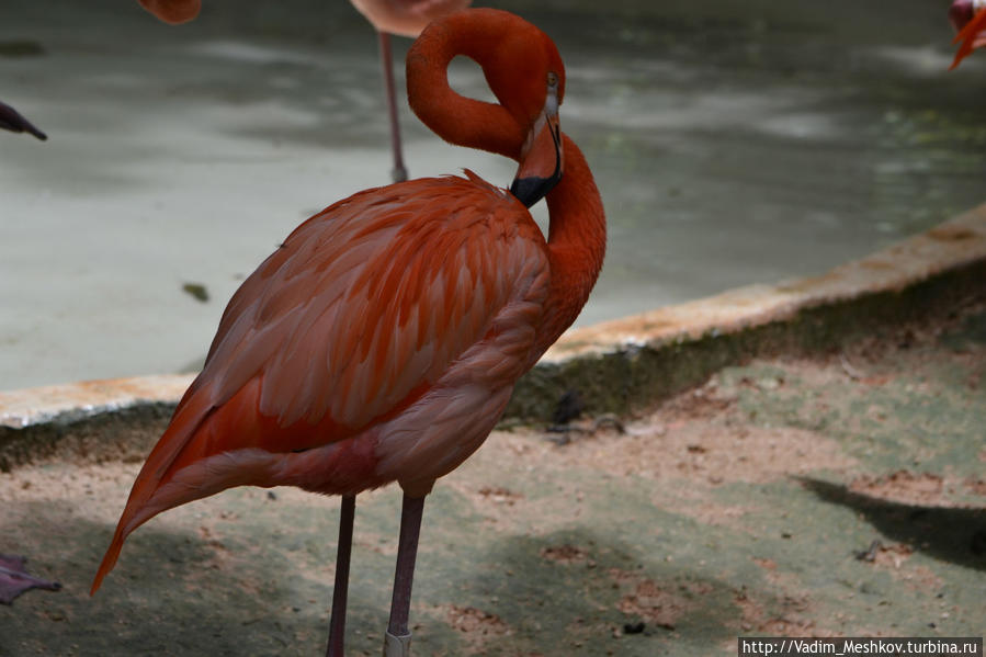 Розовый фламинго Штат Кинтана-Роо, Мексика