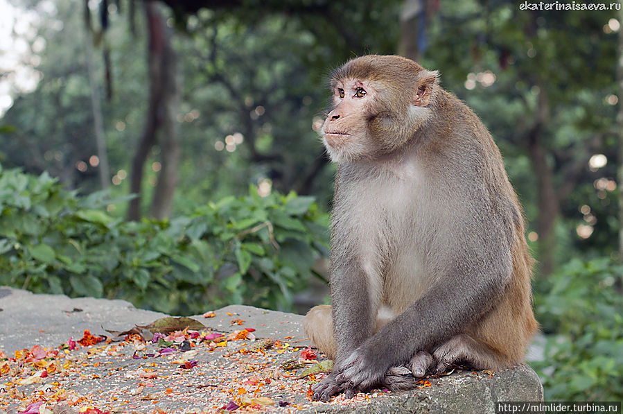 Обезьянья Ступа в Катманду Обезьянья Ступа в Катманду