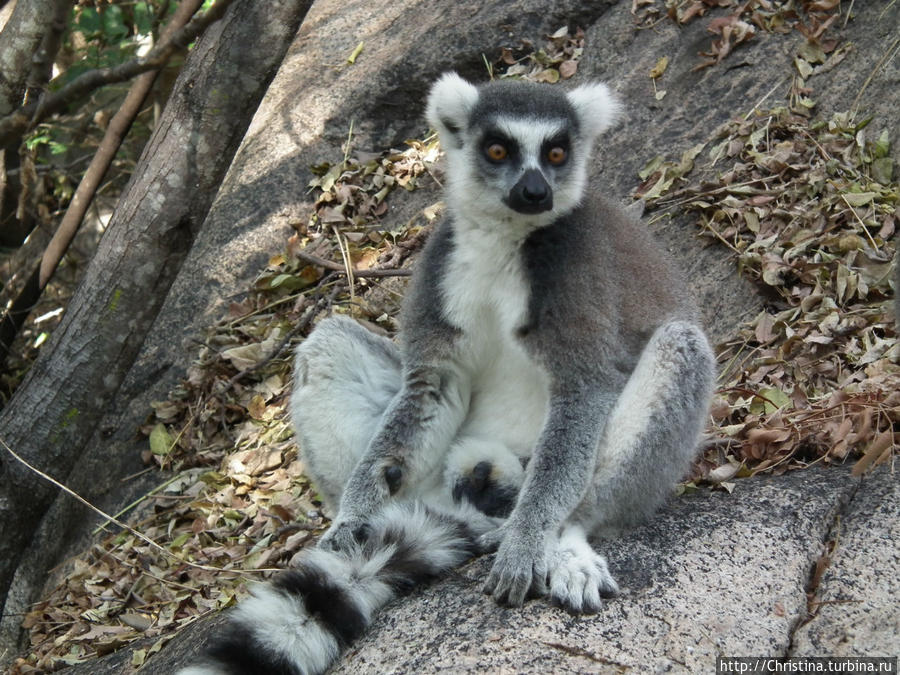Мадагаскар спасут лемуры Ранумафана Национальный Парк, Мадагаскар