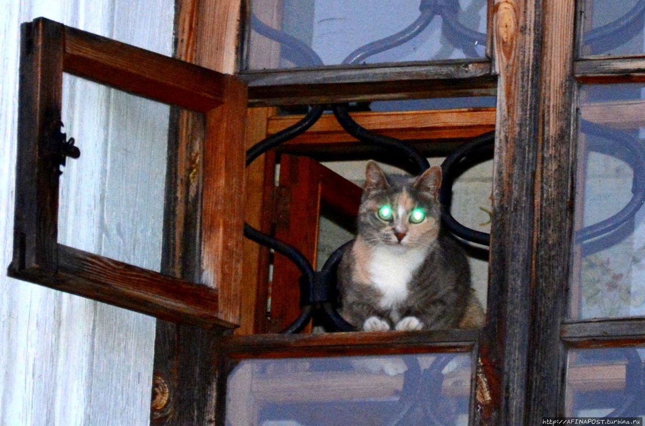 Монастырские кошки. Свидание и ревность Воскресенское, Россия