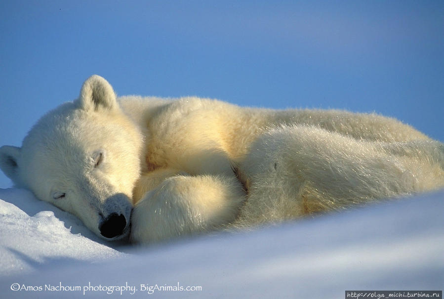 Амос Нахум Амос Нахум