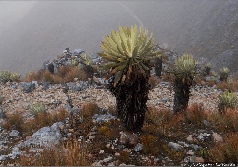 Ёжики в тумане Эль-Кокуй Национальный Парк, Колумбия