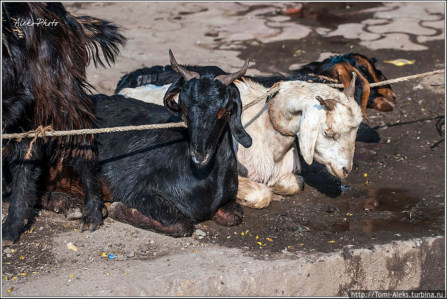 Не уверен, употребляют ли индийцы в пищу коз, ведь у них вообще большинство населения — вегетарианцы. Возможно в трущобах коз держат ради молока. Вот молоко индийцы очень даже почитают. Козам, судя по их виду, живется не очень сладко... 
* Мумбаи, Индия