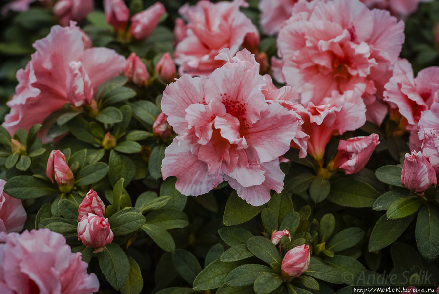 Прекрасные азалии в ботаническом саду Мюнхен, Германия Прекрасные азалии в ботаническом саду Мюнхен, Германия