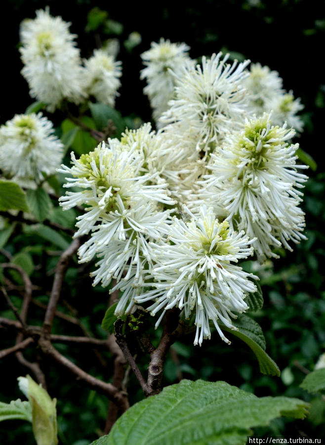 Мюнхенский ботанический сад — где ёлки розовым цветут Мюнхен, Германия Мюнхенский ботанический сад — где ёлки розовым цветут Мюнхен, Германия