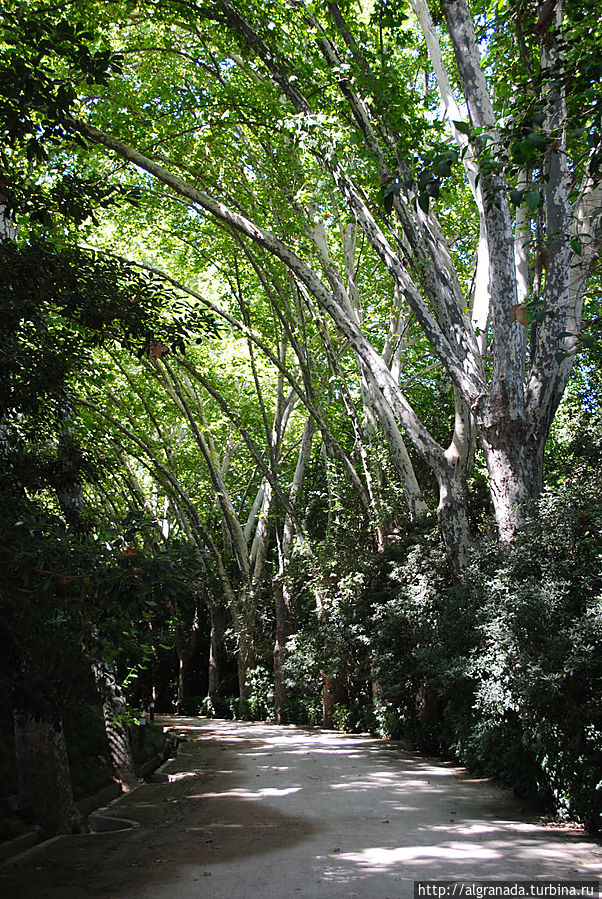 Ботанический сад Ла Консепсион / Jardín Botánico La Concepción