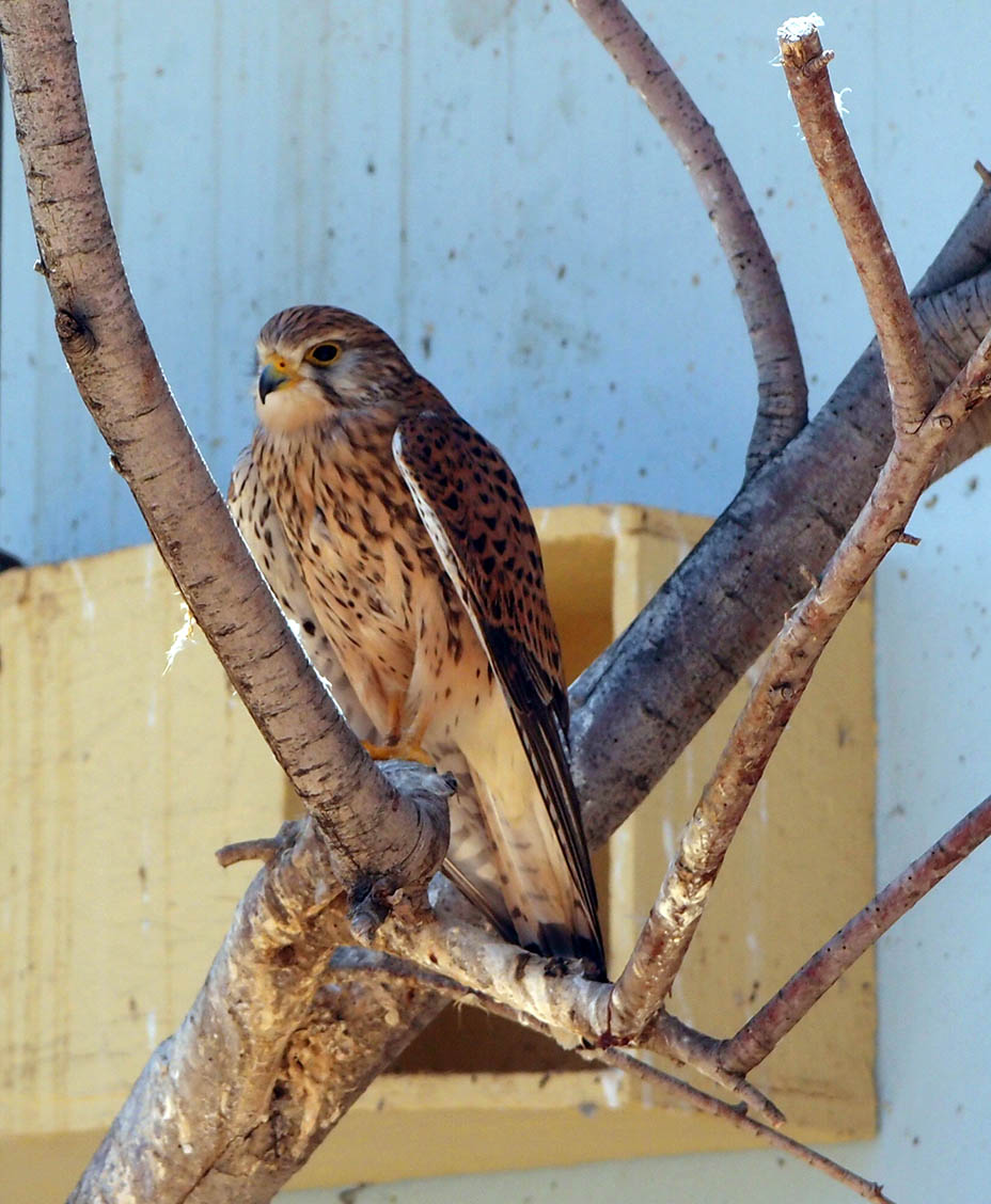 Волшебство пустыни. Махтеш Рамон Мицпе-Рамон, Израиль Волшебство пустыни. Махтеш Рамон Мицпе-Рамон, Израиль