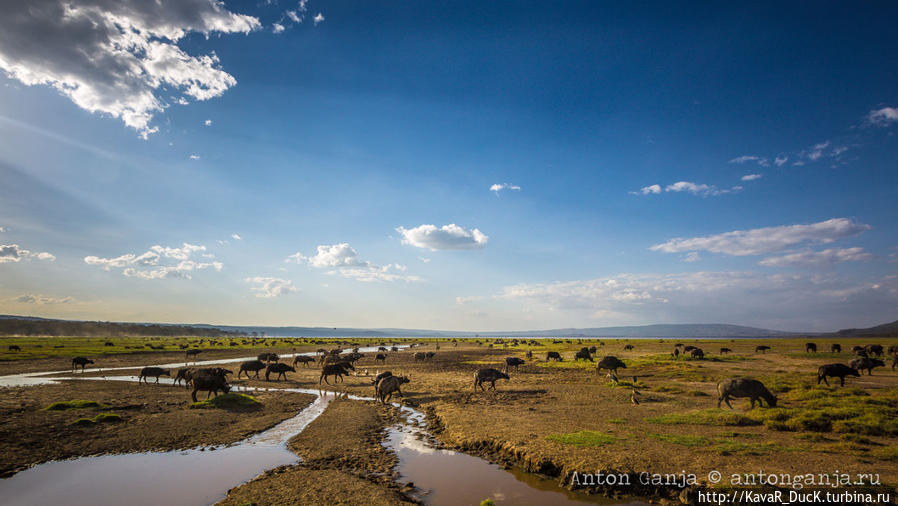 Кения — Озеро Накуру без фламинго Озеро Накуру Национальный Парк, Кения