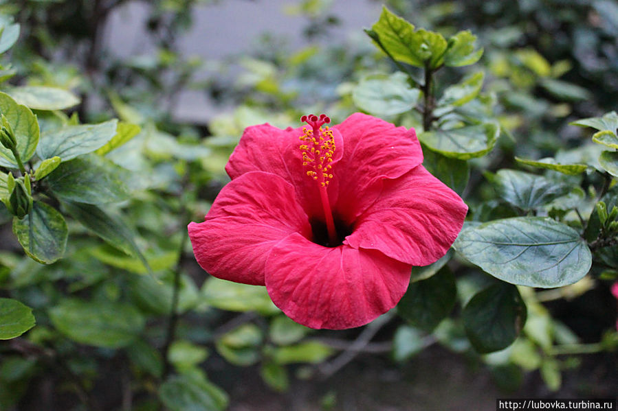 Гибискус. Гибискус.