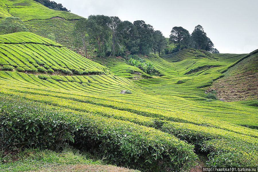 Чайные плантации - Sungai Palas Boh Tea Estate
