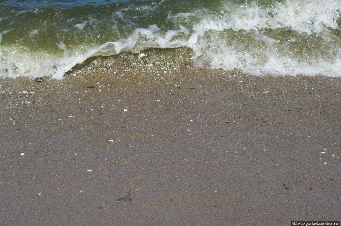 Берег песчаный, вдоль полосы прибоя лежат осколки створок белых раковин, вода из-за водорослей зеленая. Очевидно, сказывается, что возле мола смешиваются пресные воды Калининградского залива с водами Балтийского моря. Балтийск, Россия