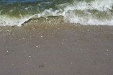 Берег песчаный, вдоль полосы прибоя лежат осколки створок белых раковин, вода из-за водорослей зеленая. Очевидно, сказывается, что возле мола смешиваются пресные воды Калининградского залива с водами Балтийского моря.
