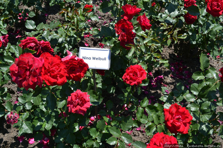 Розовый сад Бамберг, Германия