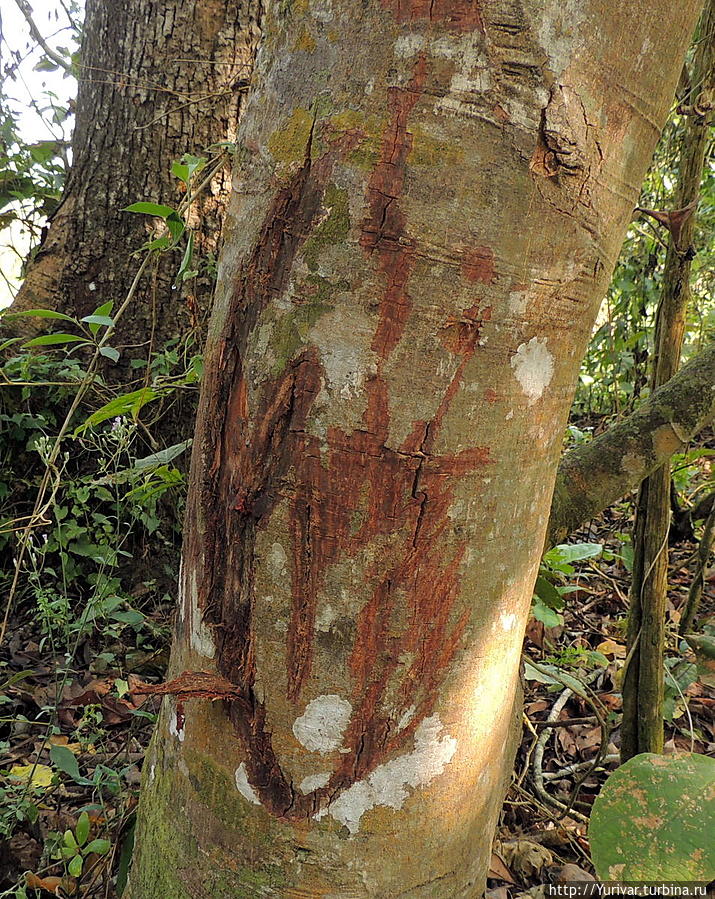 Такие следы на дереве оставил рог носорога Читван Национальный Парк, Непал