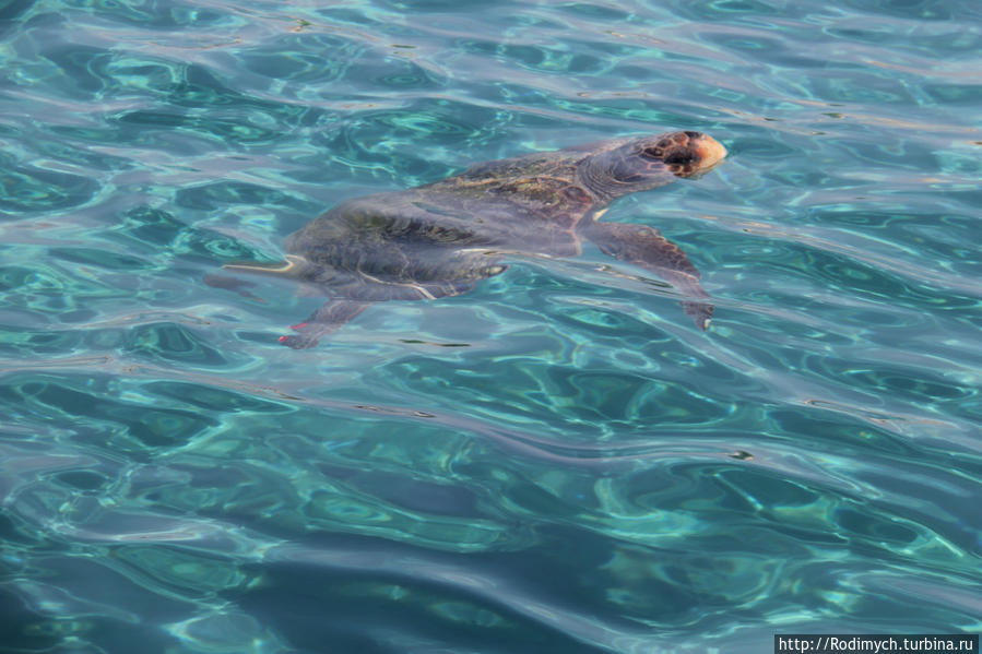 Процесс всплытия черепахи в фазах Остров Закинф, Греция
