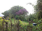 Сейчас на Реюньоне осень, в цветении преобладает синий и фиолетовый.