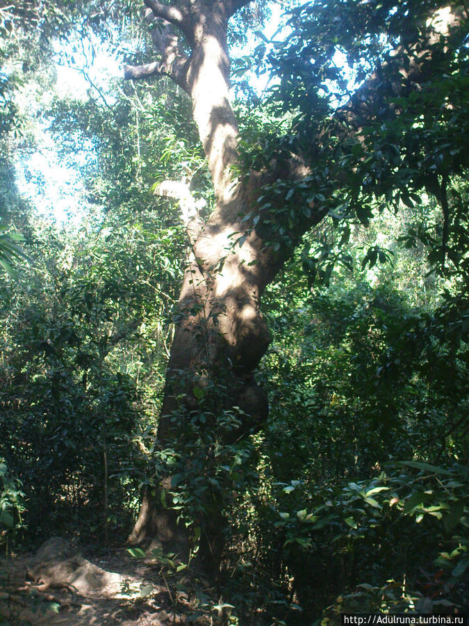 Деревья)...Тут вот такой ширины... Арамболь, Индия