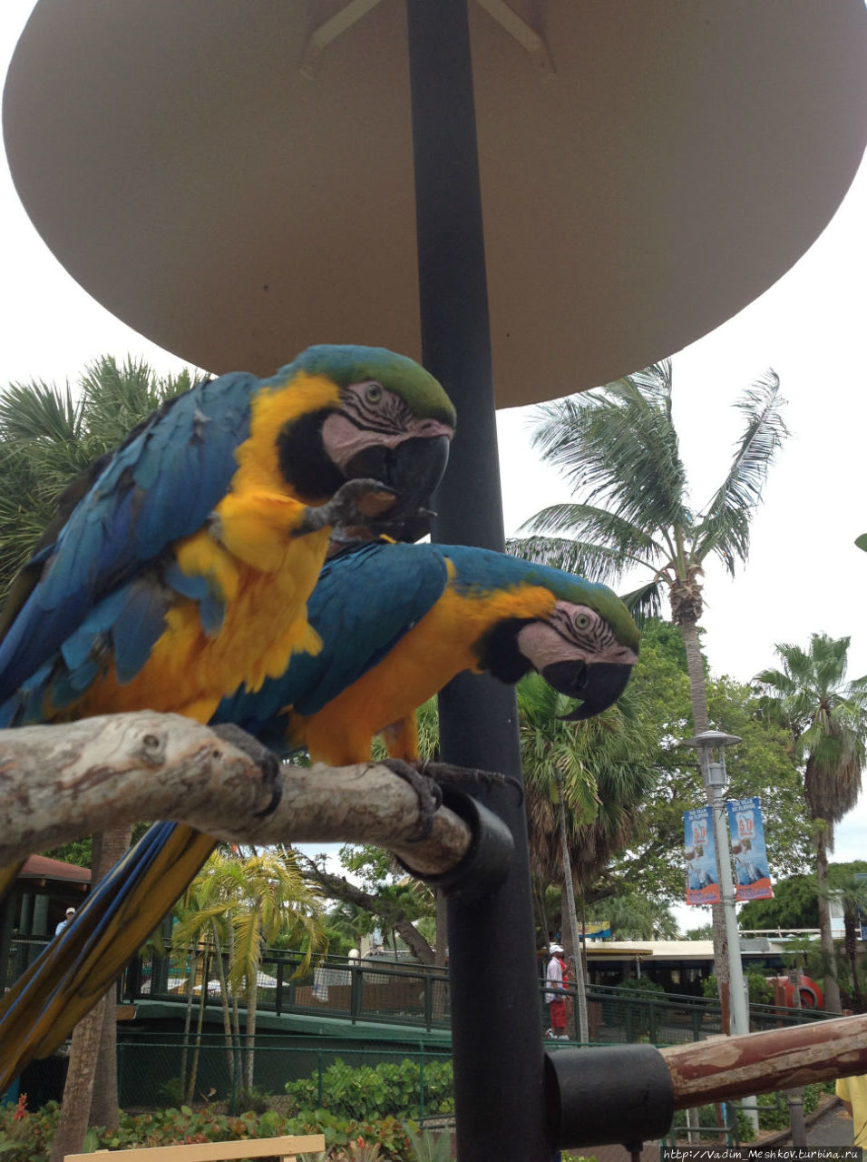 Жовто-блакитные попугаи ара. Майами, CША
