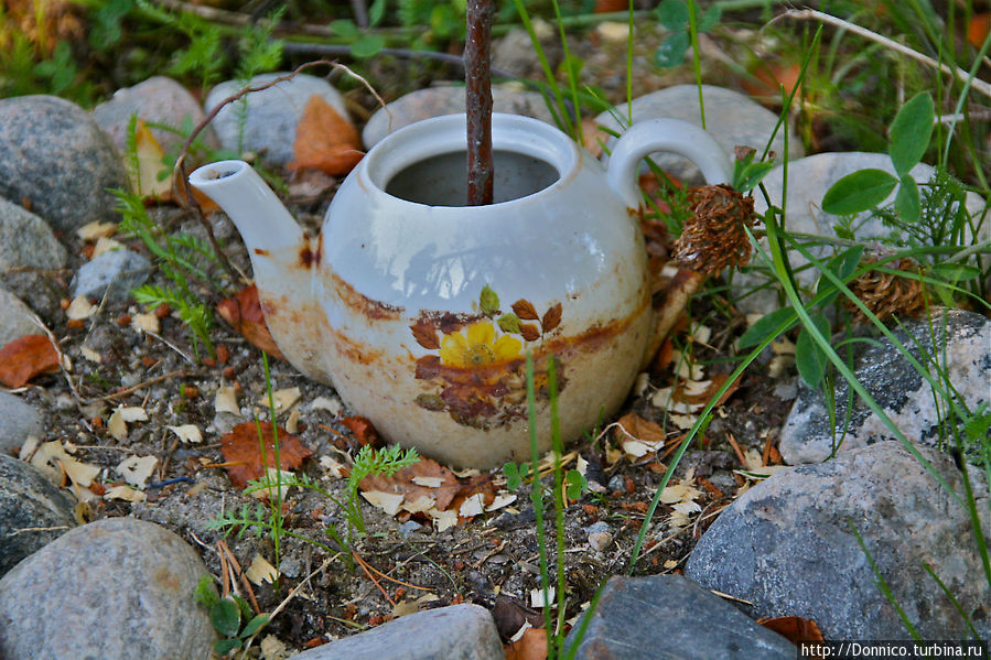 Из Рая Кошки... Раякоски, Россия Из Рая Кошки... Раякоски, Россия