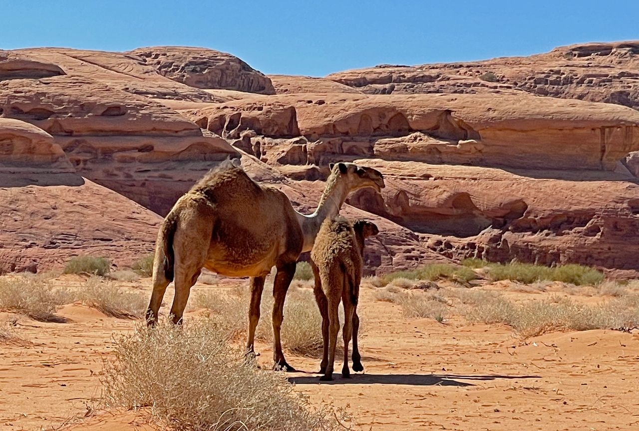 Desert, me and white camels (Tabuk, SA) Провинция Табук, Саудовская Аравия