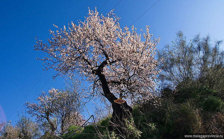 Миндаль цветет один раз в год Малага, Испания