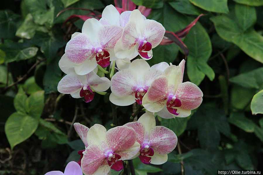 С Днем Рождения Лоро! Канарские острова, Испания С Днем Рождения Лоро! Канарские острова, Испания