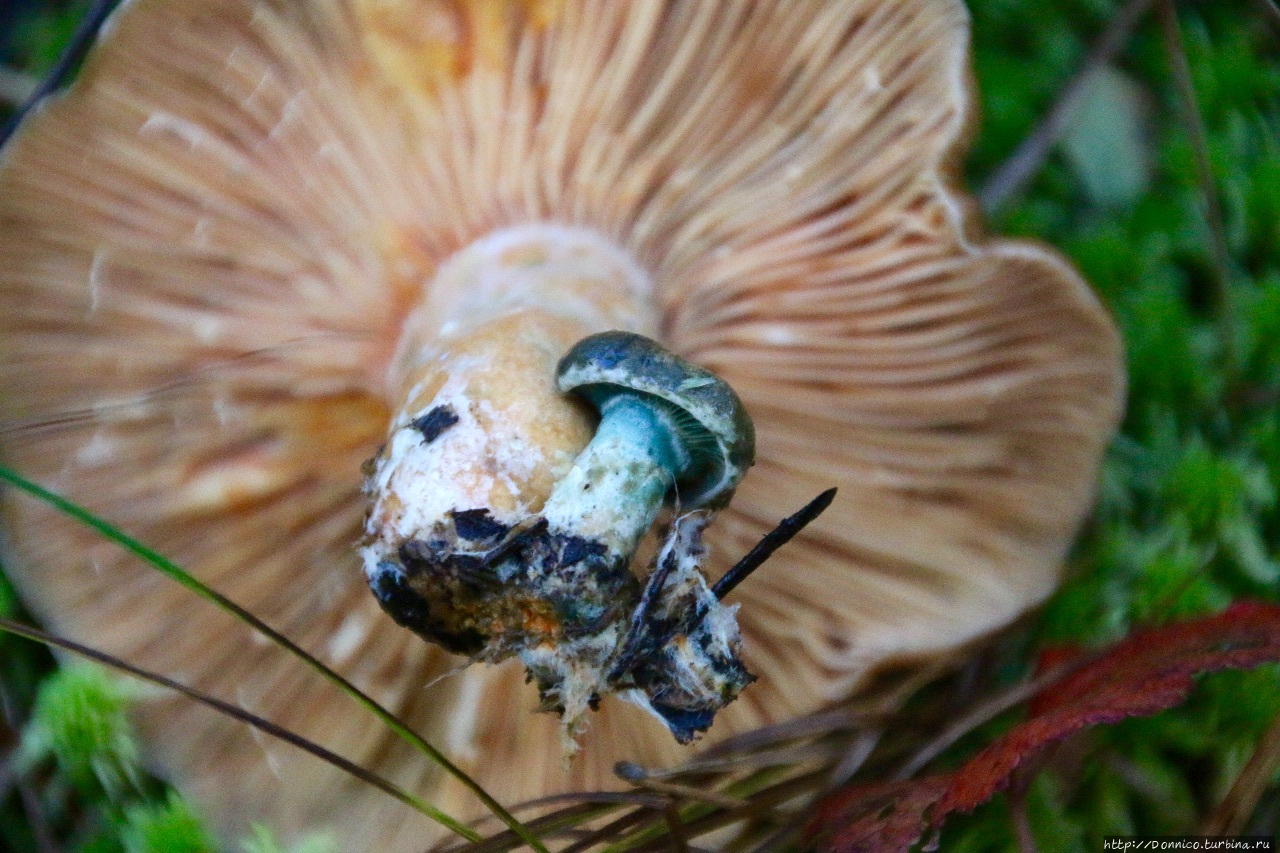 За грибами на отечественном бигвилере Тудозеро (озеро), Россия