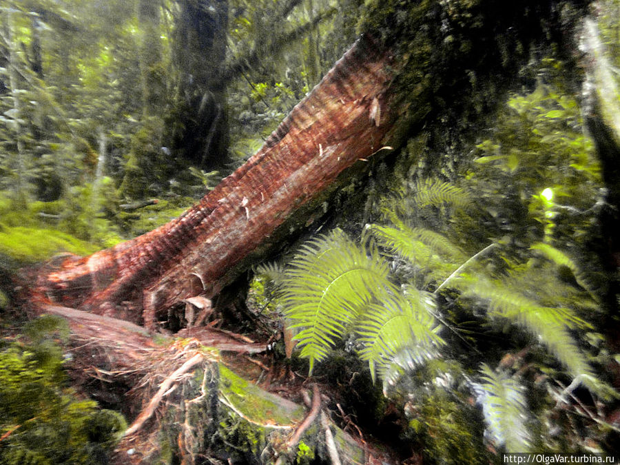 Тропа внезапно исчезала под завалами невероятно огромных деревьев, поваленных чудовищной силой Остров Минданао, Филиппины