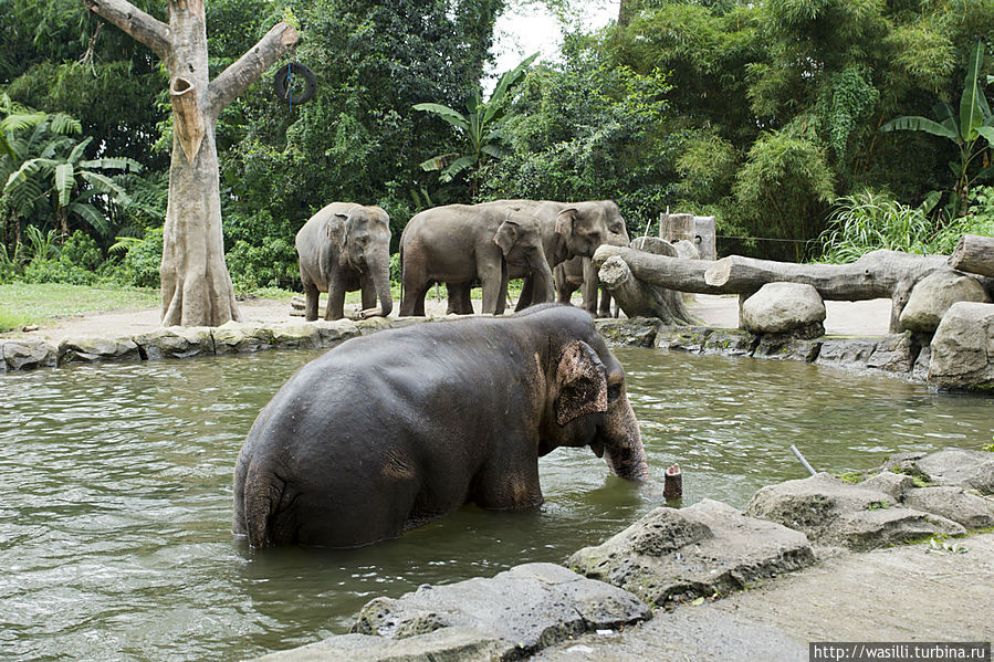 Слонишки. Ява, Индонезия