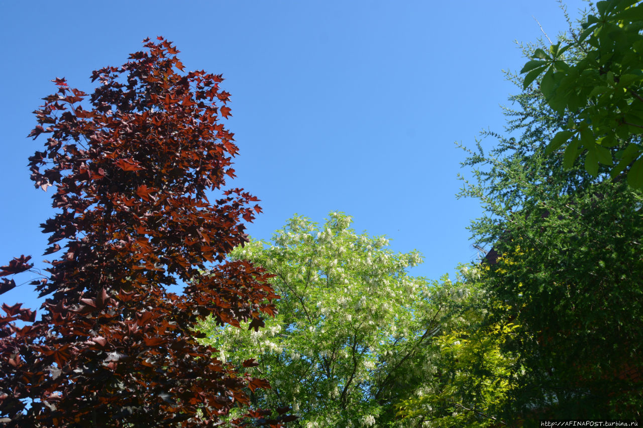 Незваная гостья Москва и Московская область, Россия Незваная гостья Москва и Московская область, Россия