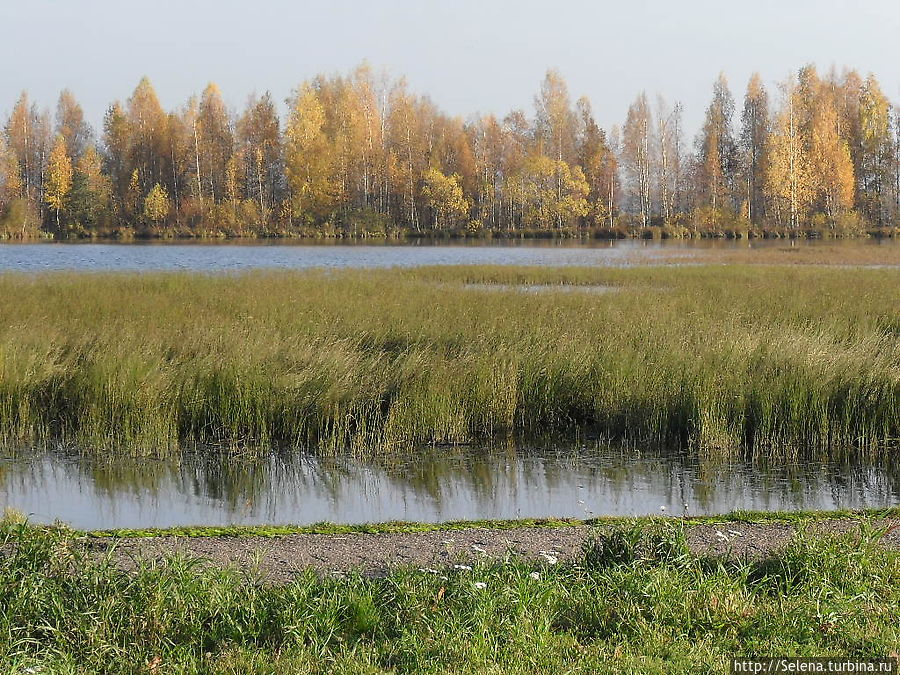 Озеро Сестрорецкий Разлив Сестрорецк, Россия