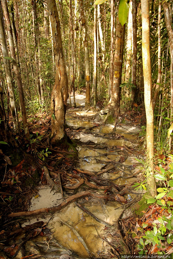 Тропка.. Ботинки уже насквозь) Бако Национальный Парк, Малайзия