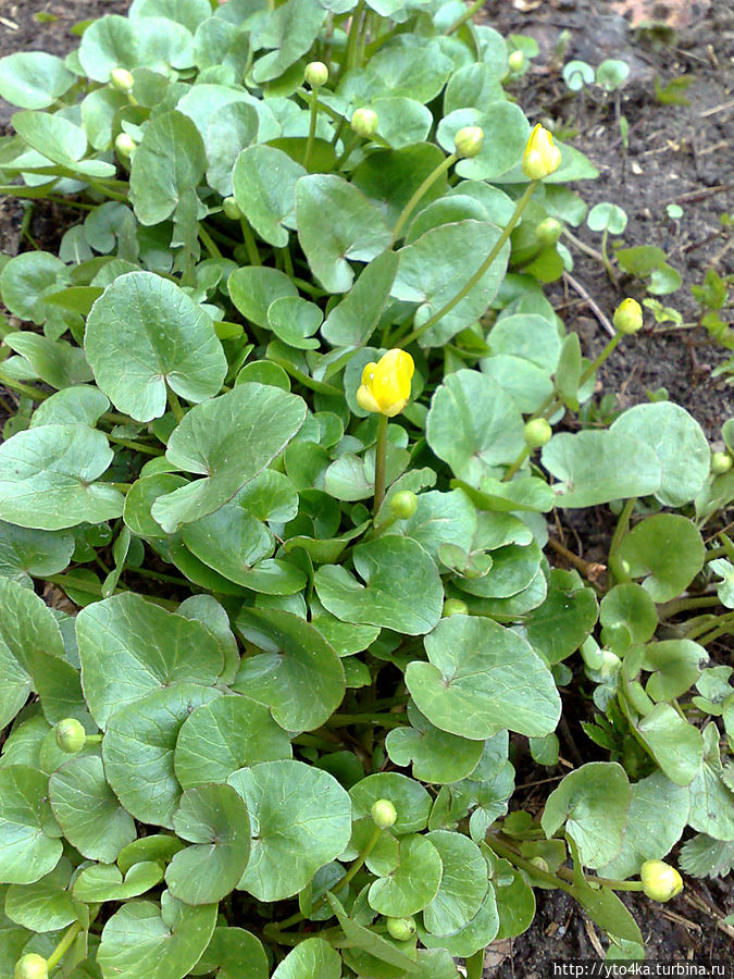 Пролетье — Время начала лета Россия Пролетье — Время начала лета Россия