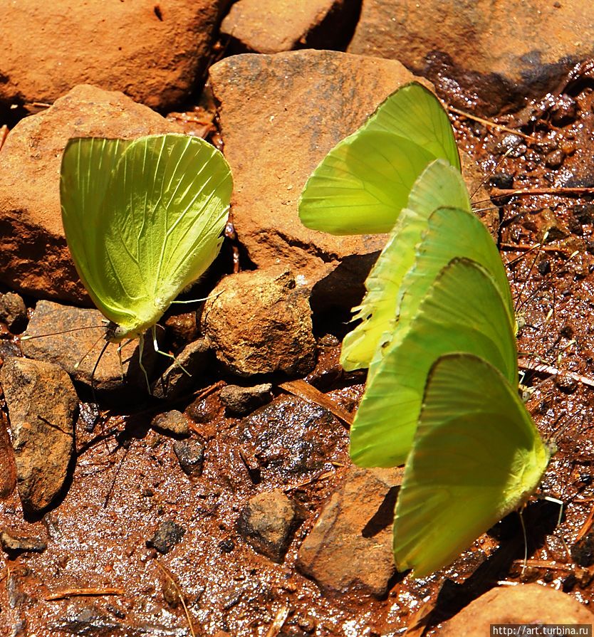 Игуасу и его бабочки Игуасу национальный парк (Аргентина), Аргентина
