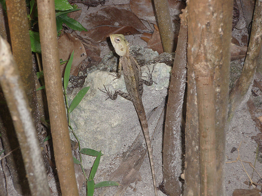 Курамати остается! Расдху Атолл, Мальдивские острова Курамати остается! Расдху Атолл, Мальдивские острова