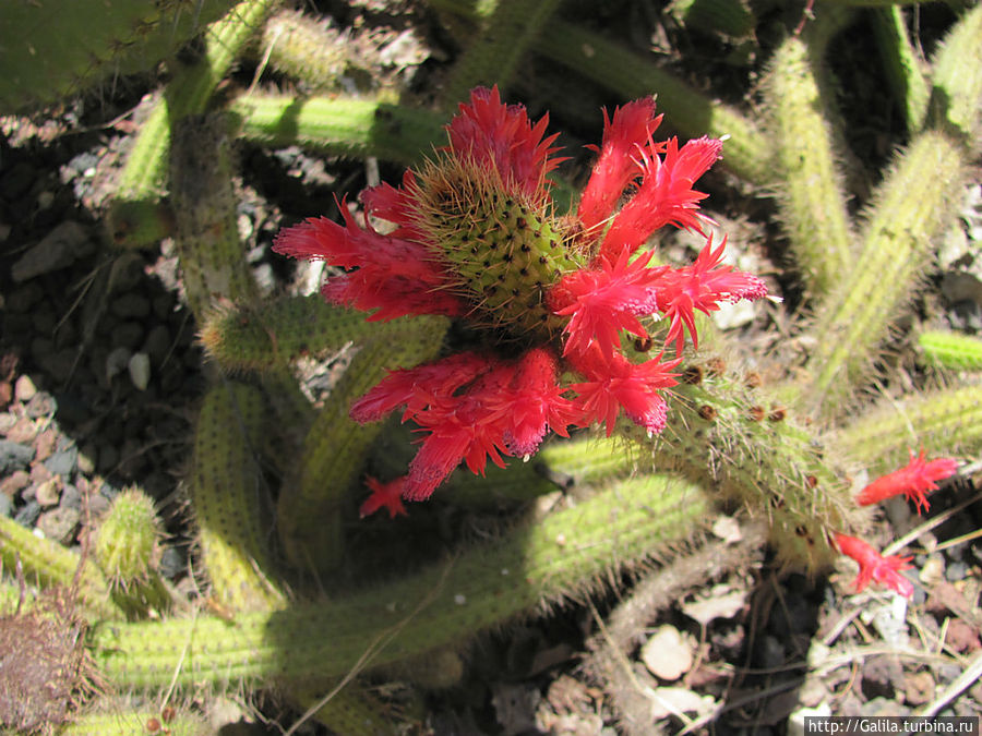 В царстве кактусов Тель-Авив, Израиль В царстве кактусов Тель-Авив, Израиль