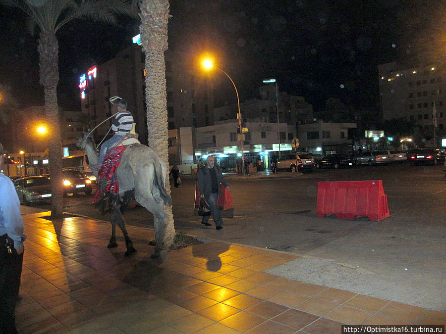 Но верблюды, правда, ходят по тротуарам Акаба, Иордания