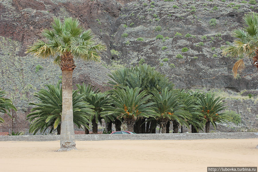 Пляж Playa de las Teresitas, знаменитый своим жёлтым песком. Пляж Playa de las Teresitas, знаменитый своим жёлтым песком.