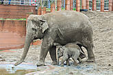 А вот и слоны! Трюк в том, что парк одним боком прилегает к зоопарку — вольером со слонами. То есть слонов от парка отделяет невысокий заборчик и небольшой канальчик с водой — они совсем рядом!