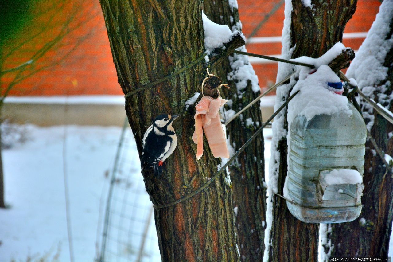 Зима. Пёстрый дятел Москва и Московская область, Россия Зима. Пёстрый дятел Москва и Московская область, Россия