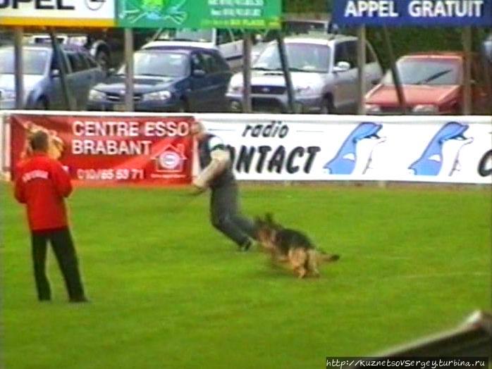 Вавр: Чемпионат мира по дрессировке собак служебных пород Вавр, Бельгия