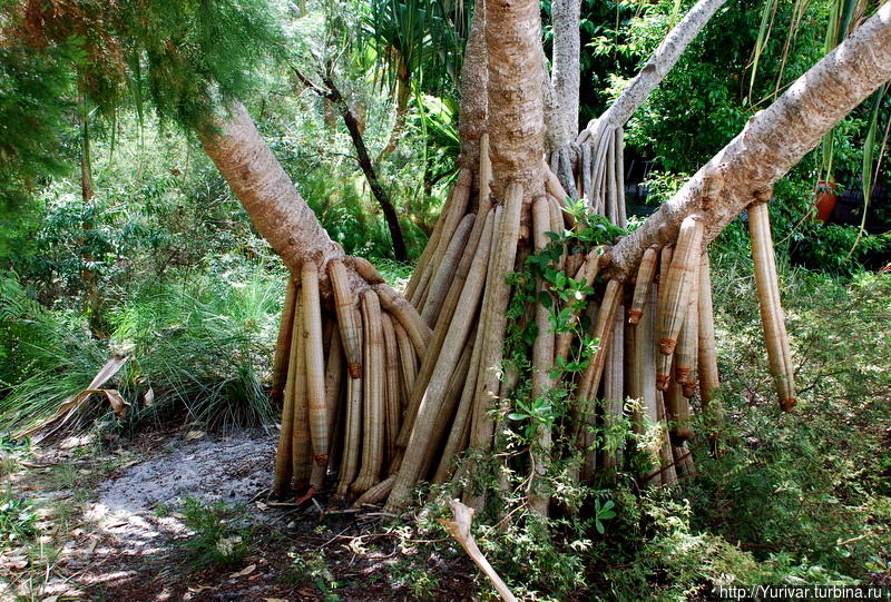 Такие подпорки-костыли вырастают у шагающего дерева Остров Фрейзер, Австралия
