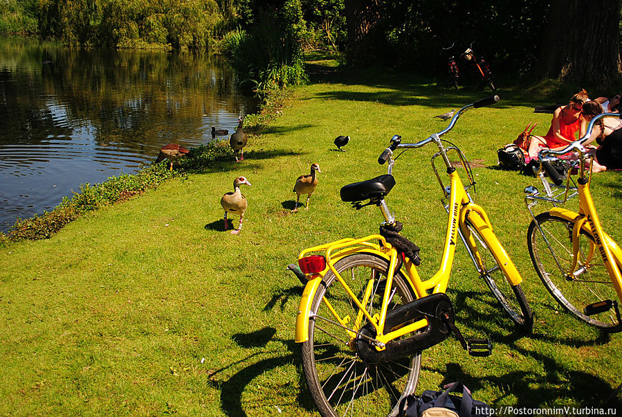 наши желтые велики и практически ручные жители пруда наши желтые велики и практически ручные жители пруда