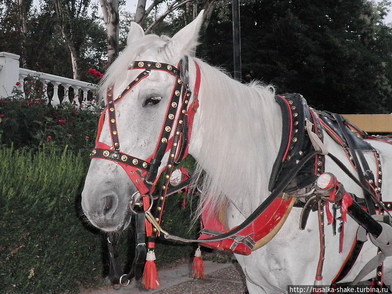 С меня попросили оплату за фотографирование лошади! Смешно) Даже обещали квитанцию выдать... С меня попросили оплату за фотографирование лошади! Смешно) Даже обещали квитанцию выдать...