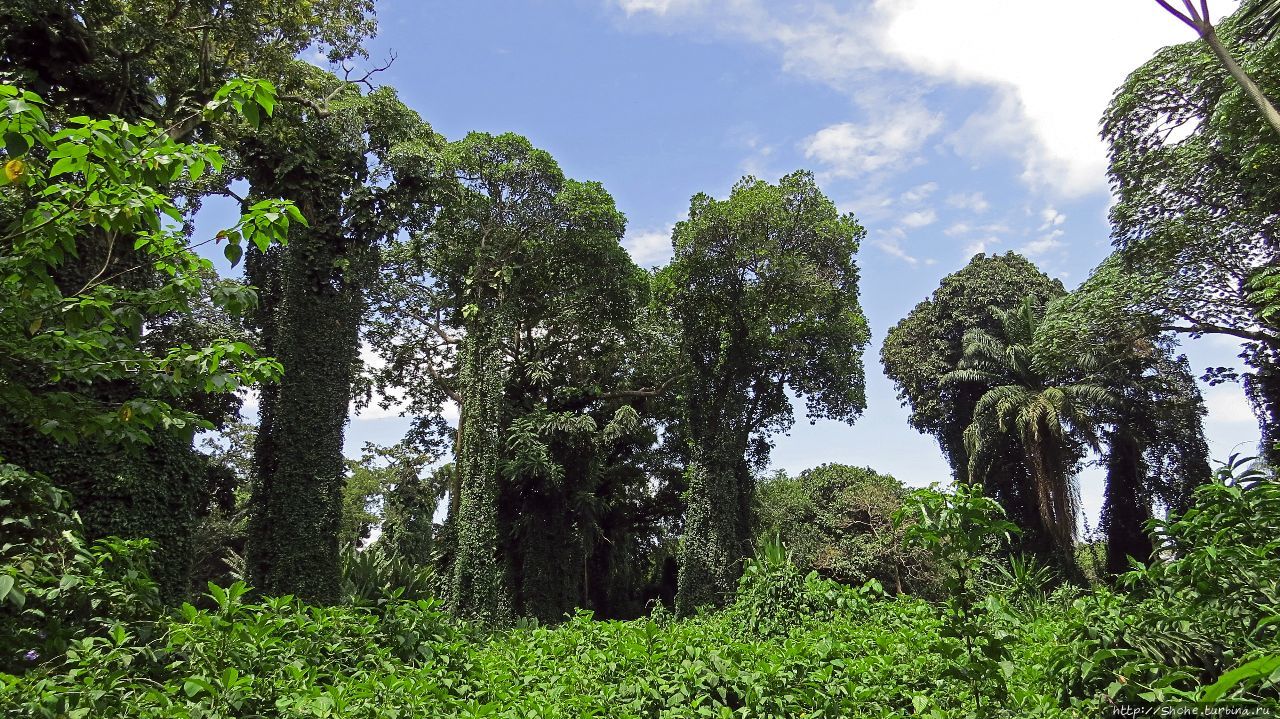 Ботанический сад Энтеббе, Уганда