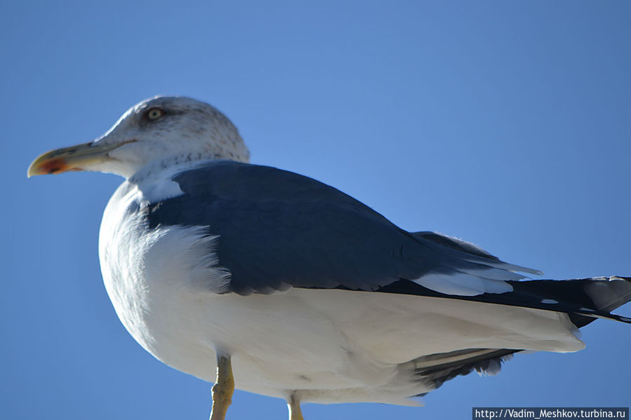 Чайка Чайка