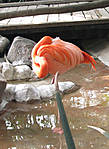 Фламинго сложил свою длиную шею
