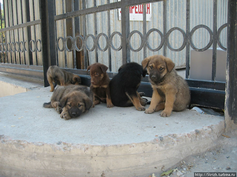 Клевые щенки в Ласпи Балаклава, Россия Клевые щенки в Ласпи Балаклава, Россия